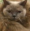 owlydiaa Altpins Profile Picture
