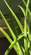 babynympho_archive Altpins Profile Picture