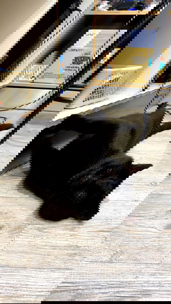 mishel116 mishel116 archive image