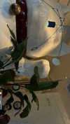 meiiisame Altpins Profile Picture