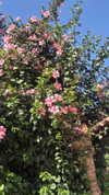 avital_1010.2003 Altpins Profile Picture