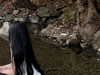 notfleanur Altpins Profile Picture