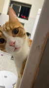 rose_xanne Altpins Profile Picture