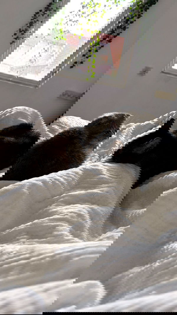 laluzone laluzone archive image