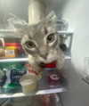 macaroni_naomi Altpins Profile Picture