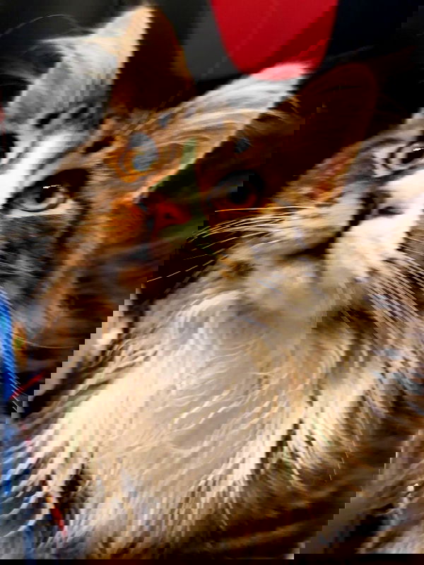 silkton image ~ Altpins