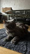 ptpchik Altpins Profile Picture