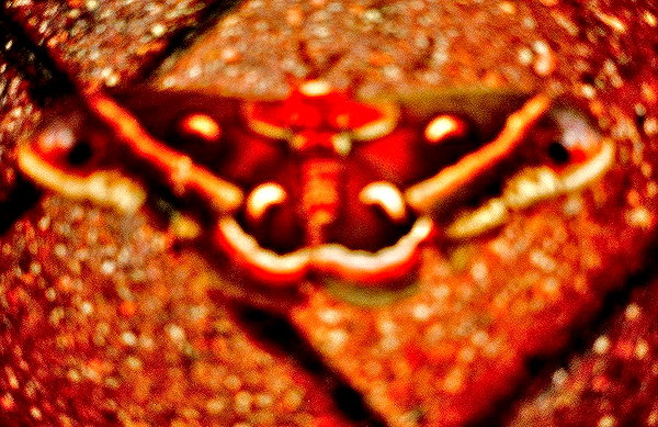 bugz4brainz instagram image archive image