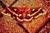 bugz4brainz Altpins Profile Picture
