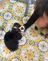 taratornquist Altpins Profile Picture