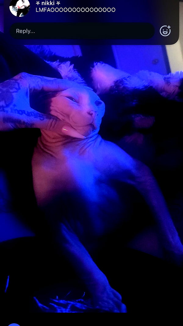 taxevasionkoala instagram image archive image