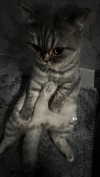amatveyko Altpins Profile Picture