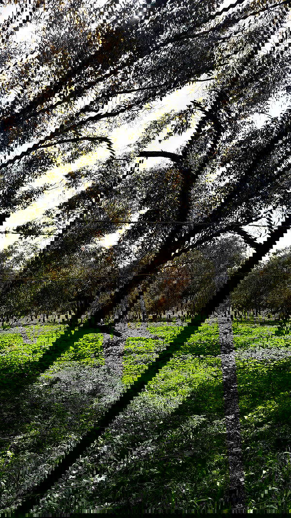 strawberryshanz strawberryshanz archive image