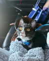 bellathorne Altpins Profile Picture