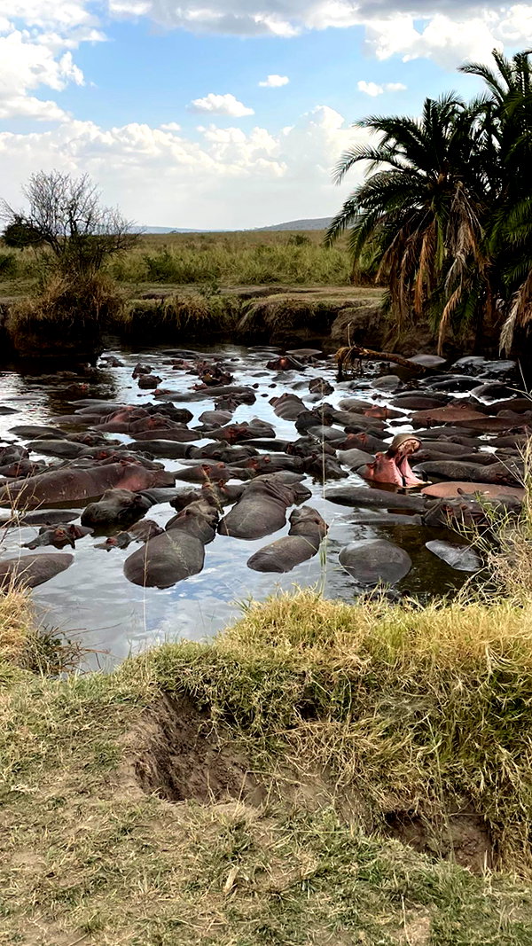 maori_cohen instagram image archive image