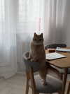 lerkamiill Altpins Profile Picture