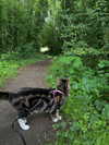 jahia_brown Altpins Profile Picture