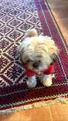 michalcohen___ Altpins Profile Picture