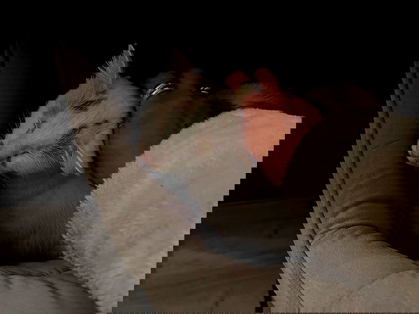 manjolamuriqi manjolamuriqi archive image