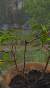 alisen.mari Altpins Profile Picture