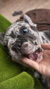 rott3nbambi Altpins Profile Picture