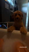 sophiecharlotth Altpins Profile Picture