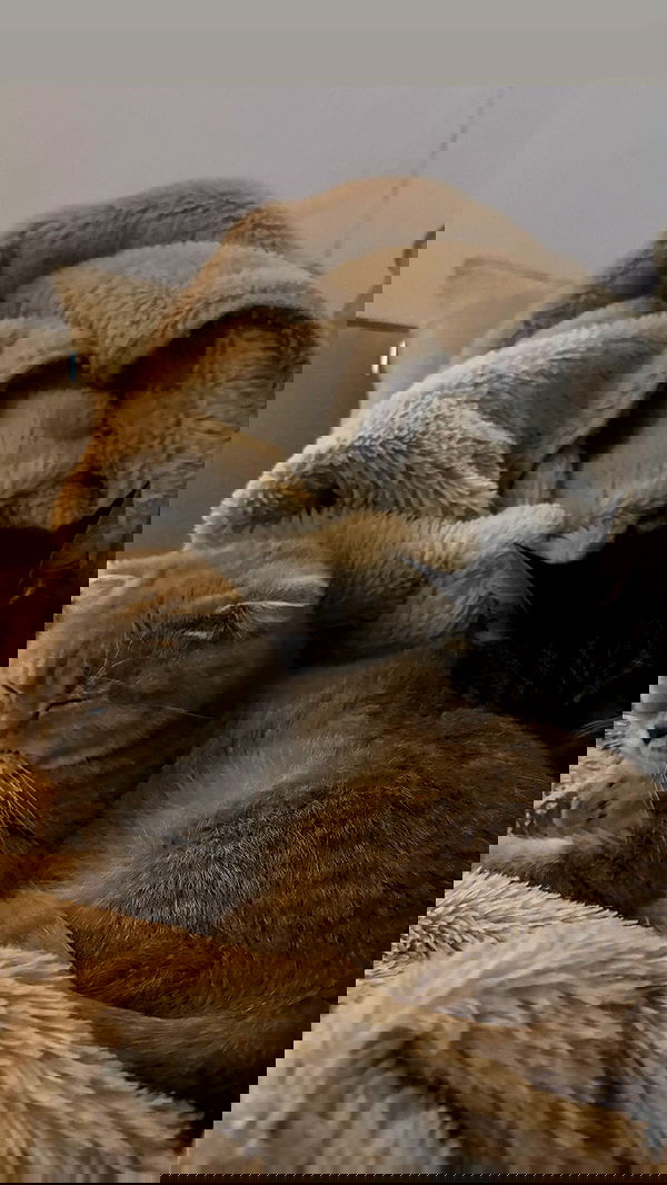 laluzone laluzone archive image