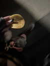 astarwbry_ Altpins Profile Picture