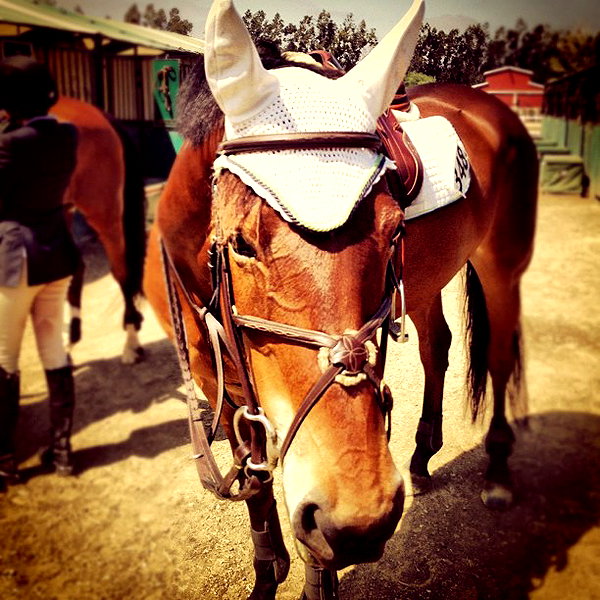 gigihadid instagram image archive image