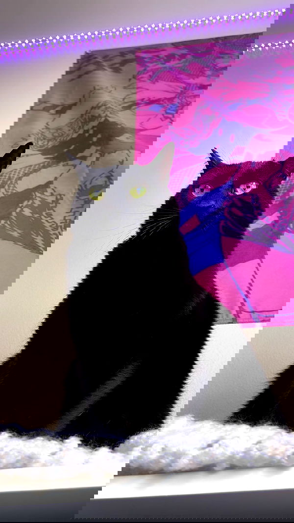 suikomuu suikomuu archive image