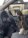 jahia_brown Altpins Profile Picture