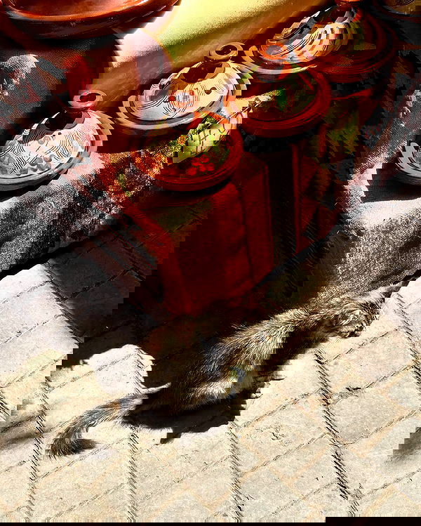 manjolamuriqi manjolamuriqi archive image