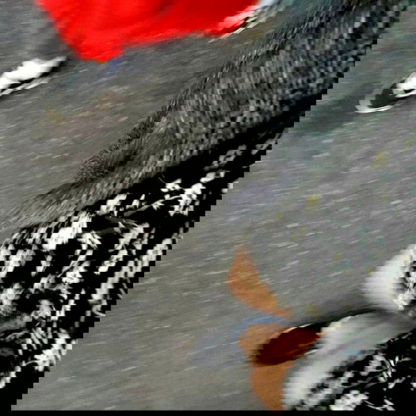 annfigmax image ~ Altpins