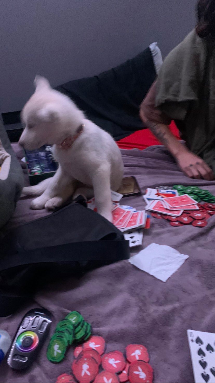 dracuina instagram image archive image