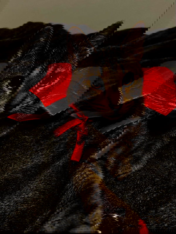 _animechika_ image ~ Altpins