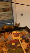 nicole.shpo Altpins Profile Picture