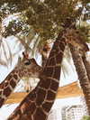 ofri.elul Altpins Profile Picture