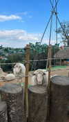 _mashachka_ Altpins Profile Picture