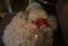 alishenyka Altpins Profile Picture