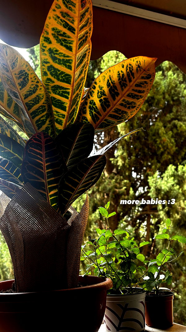 niicolemen instagram image archive image