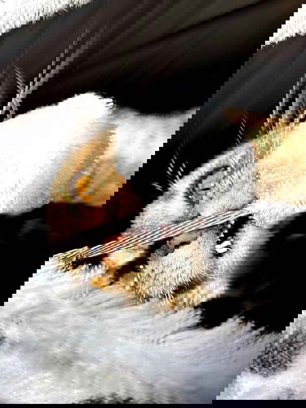 _animechika_ _animechika_ archive image