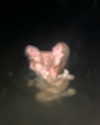 rouxroux.tv Altpins Profile Picture