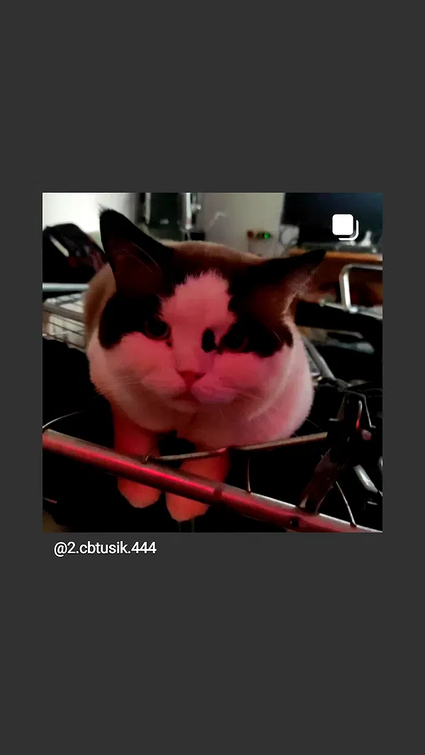 moonyyyya moonyyyya archive image