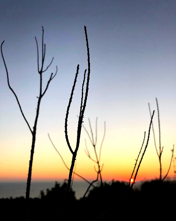 ofri.elul instagram image archive image