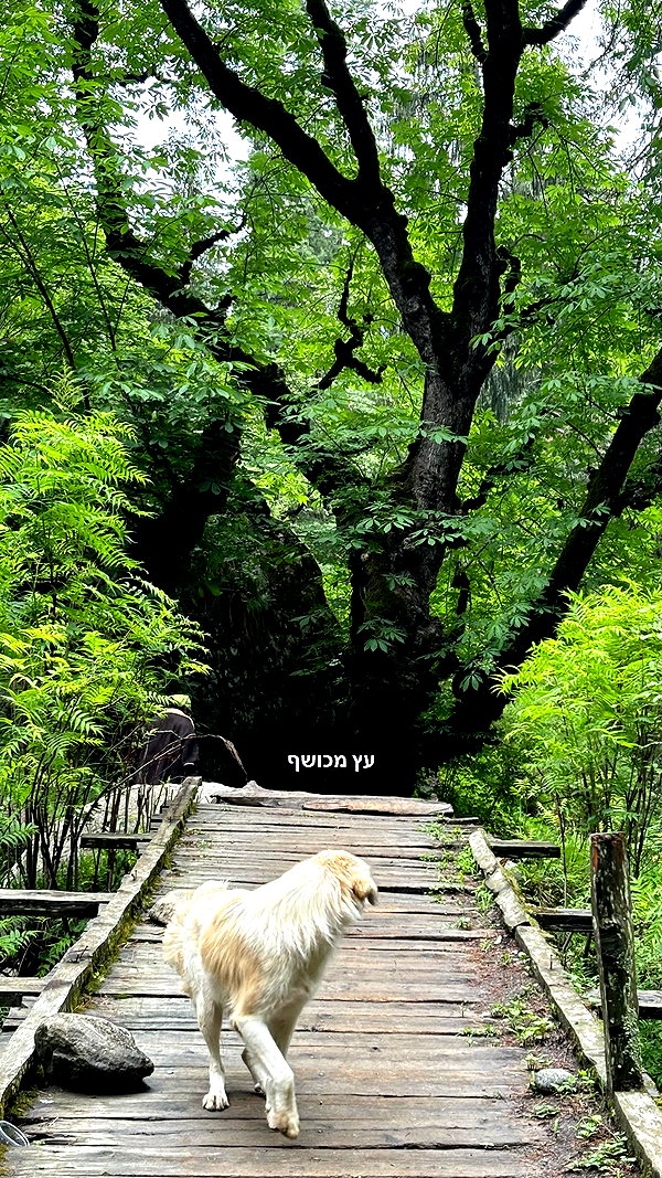 talya.fridland instagram image archive image