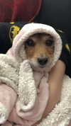 bat.wiings Altpins Profile Picture