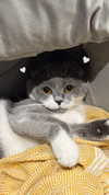 275.cn Altpins Profile Picture