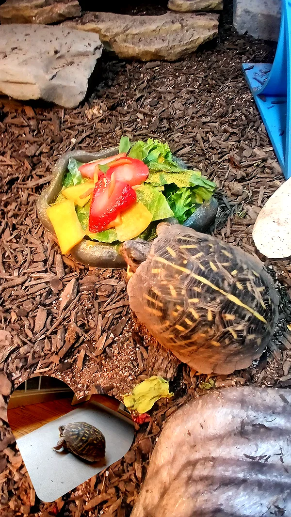 lyra.car archive image