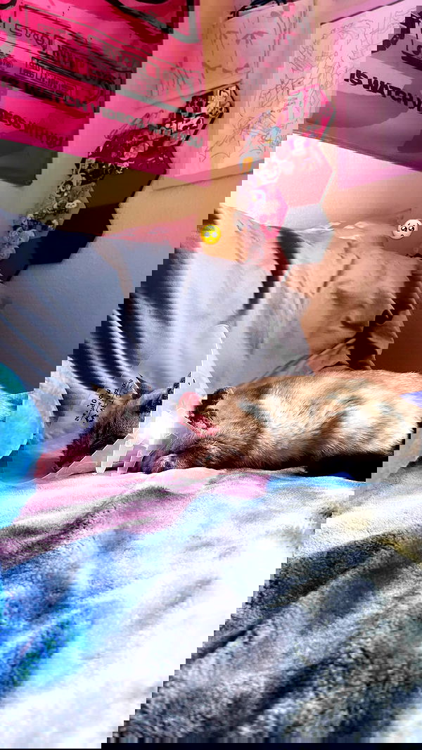 suikomuu suikomuu archive image