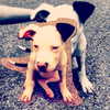 gigihadid Altpins Profile Picture